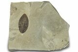 Fossil Leaf (Cedrelospermum & Leguminosites) Plate - Utah #323321-2